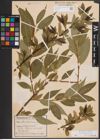 Foto von Salix fragilis L.